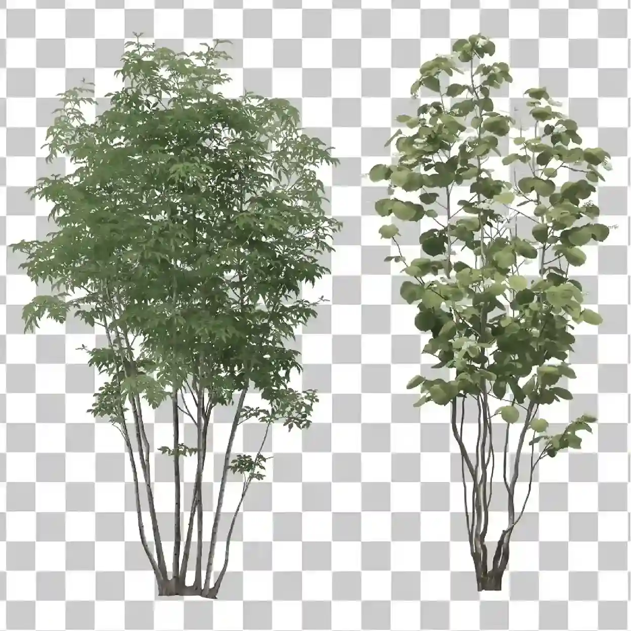 Plante, plantes, vert, PNG PLANT, plantes png, Nature PNG, 