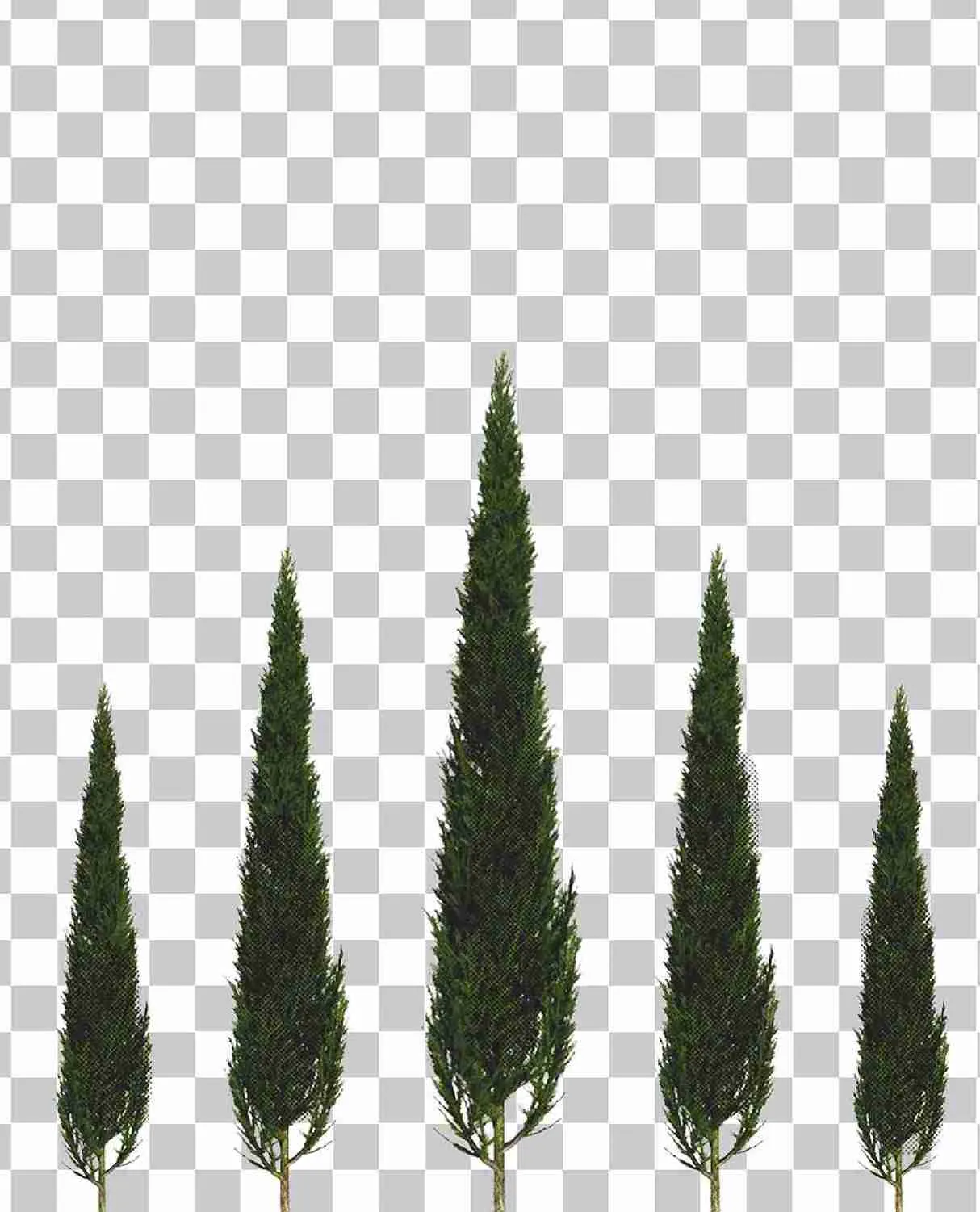 Arbusto, Arbustos, Plantas verdes, Árboles, Grass PNG y Noruega Spruce, 